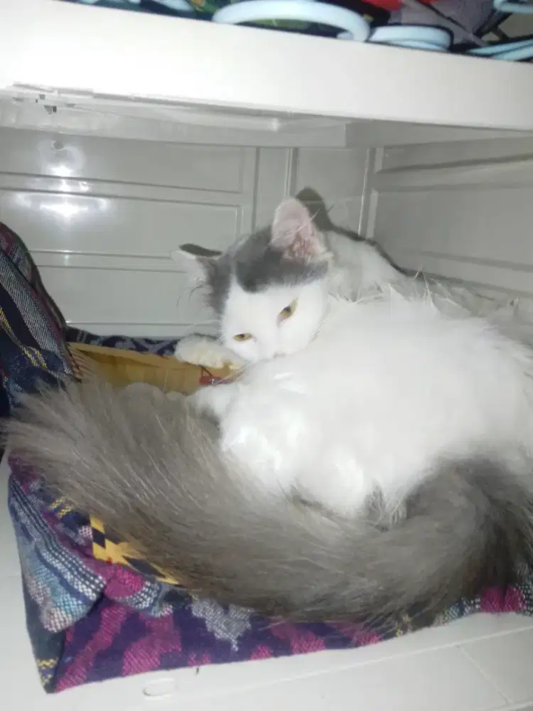 KUCING ANGGORA, BATINA, LAGI HAMIL