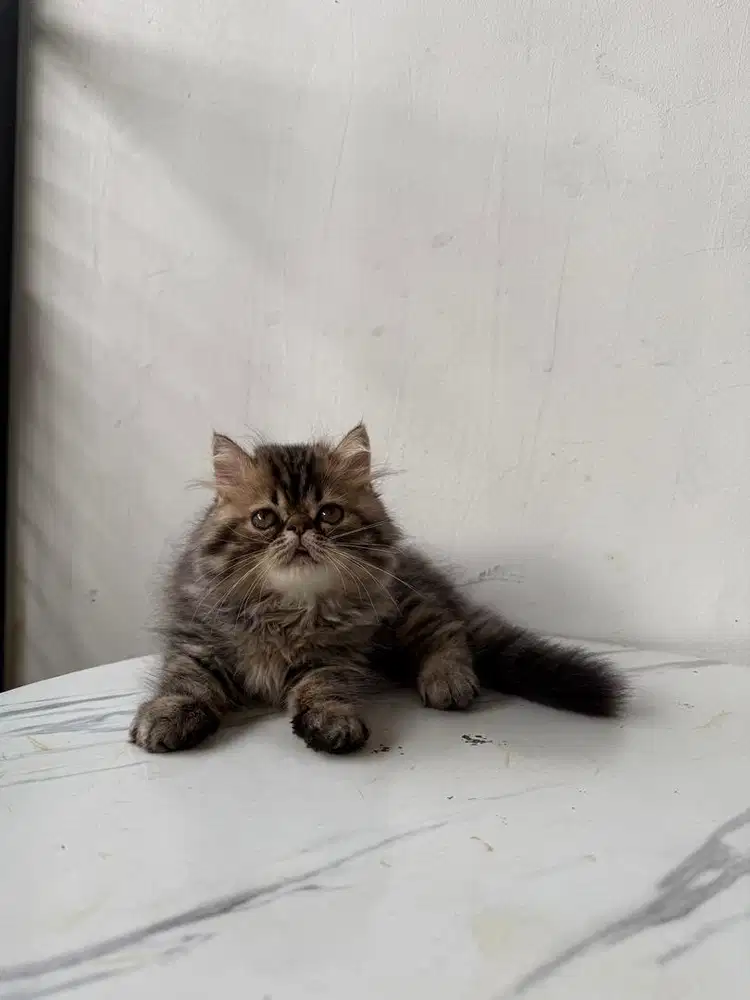 kucing persia peaknose jantan