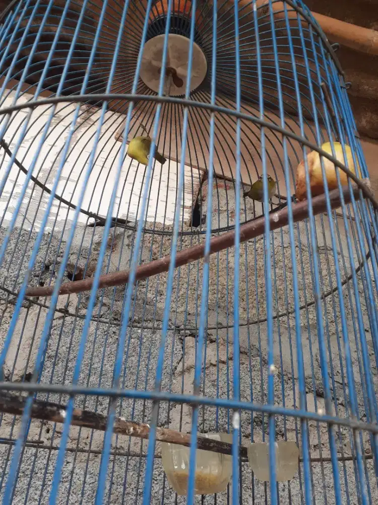 Jual burung pleCi dakun dan daput jatim