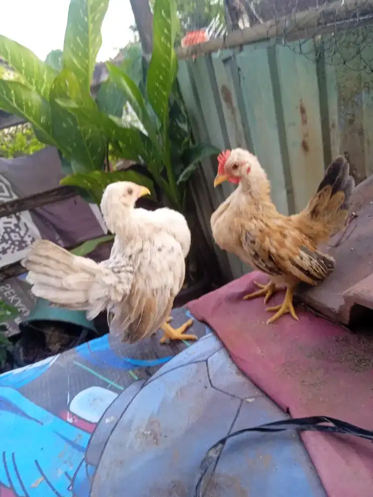 Sepasang anakkan serama