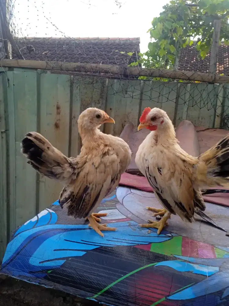 Sepasang anakkan. Serama