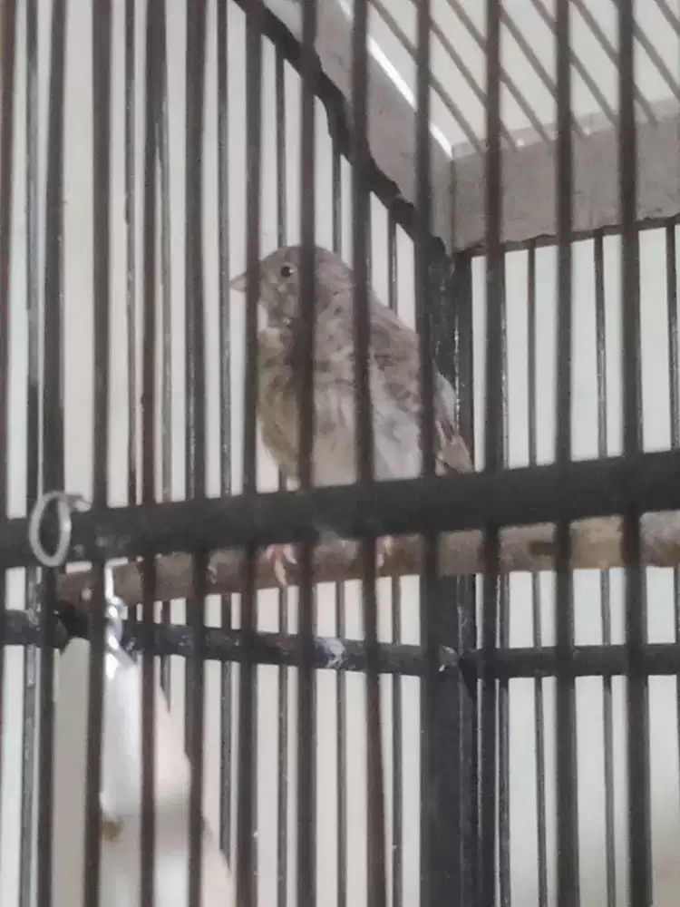 Jual sanger rajin bunyi udah mulai ngerol