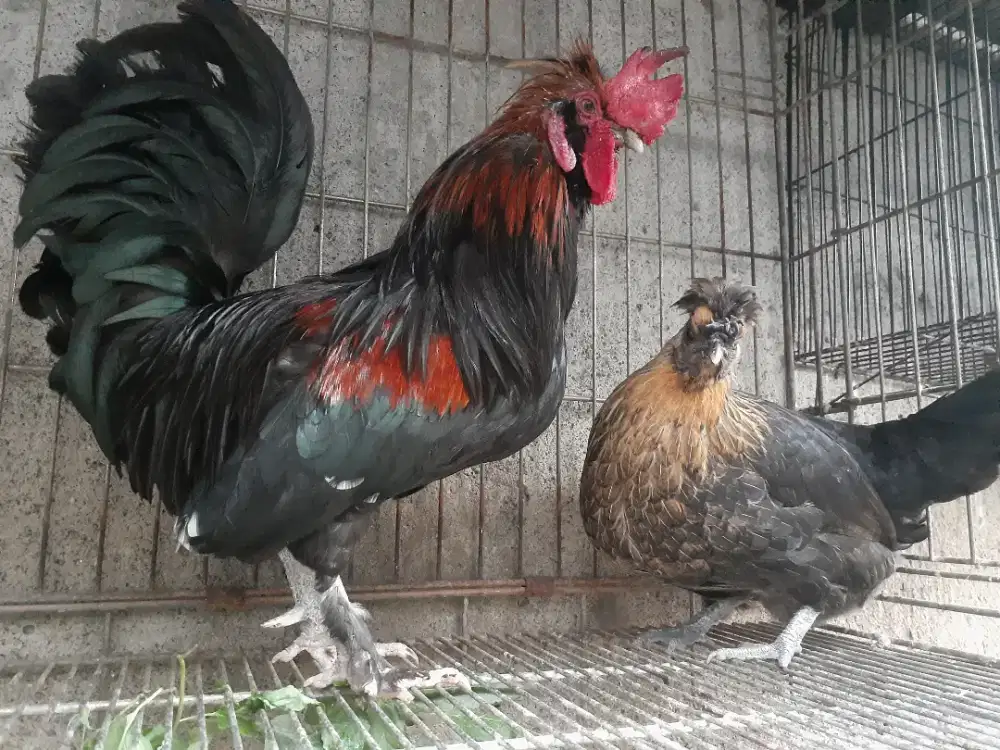 ayam kate silangan poland