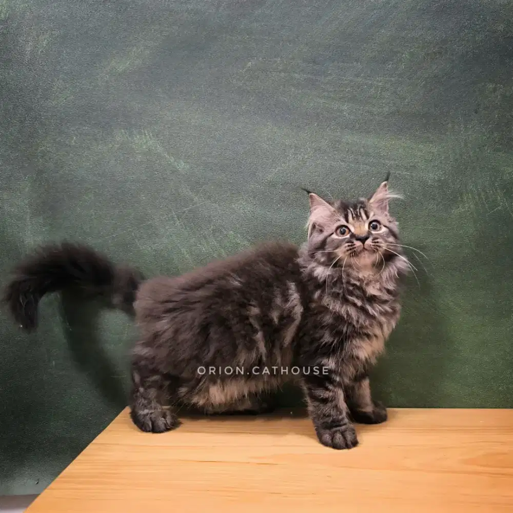 KUCING PERSIA X MAINECOON