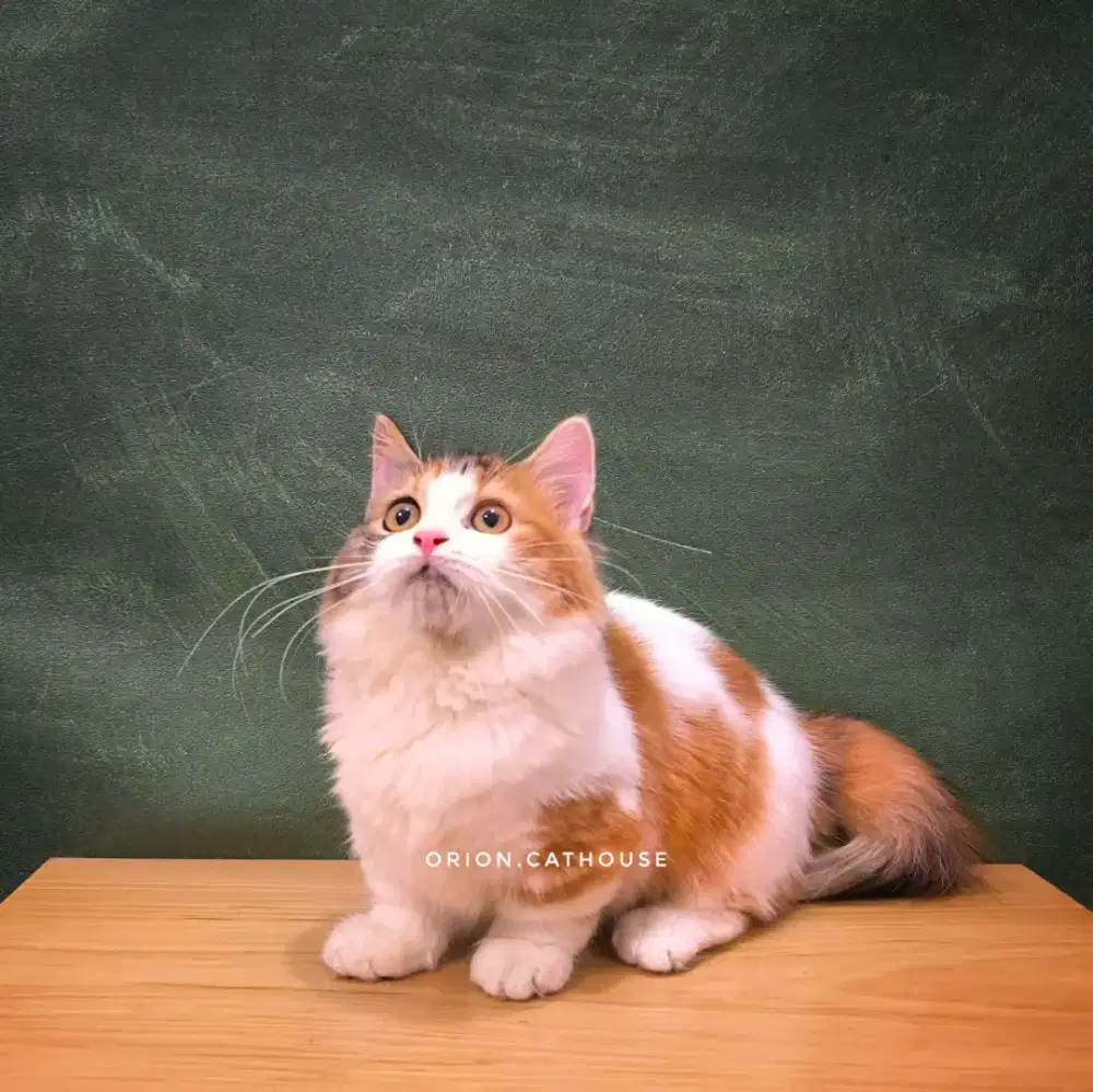 MUNCHKIN CALICO LONGHAIR