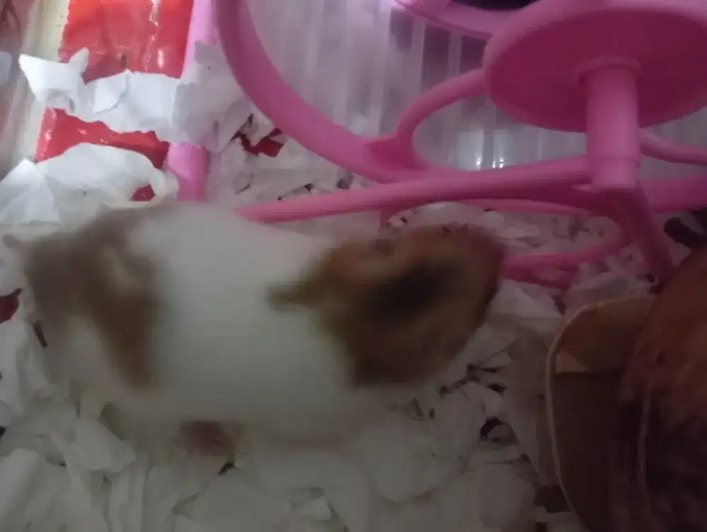 Ada hamster dan beberapa barang keperluan hamster baca deskripsi ya