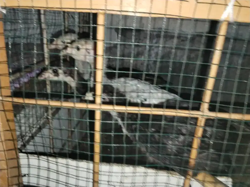 Paket anak kalkun 5 ekor