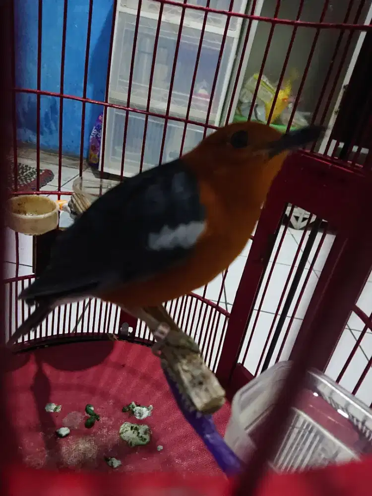 Anis merah jantan fs bunyi plong