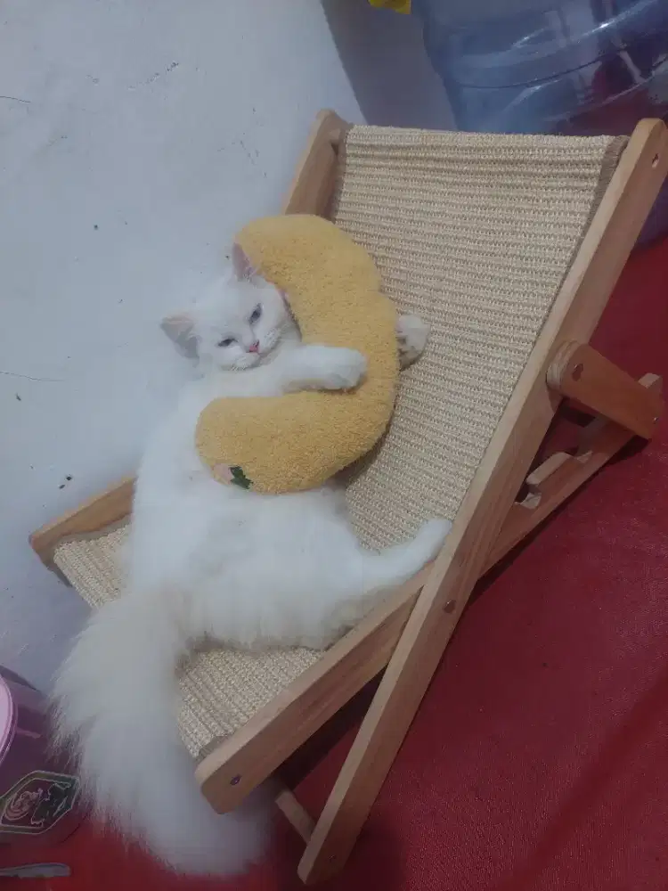 Jual Kucing Persia Putih – Jinak