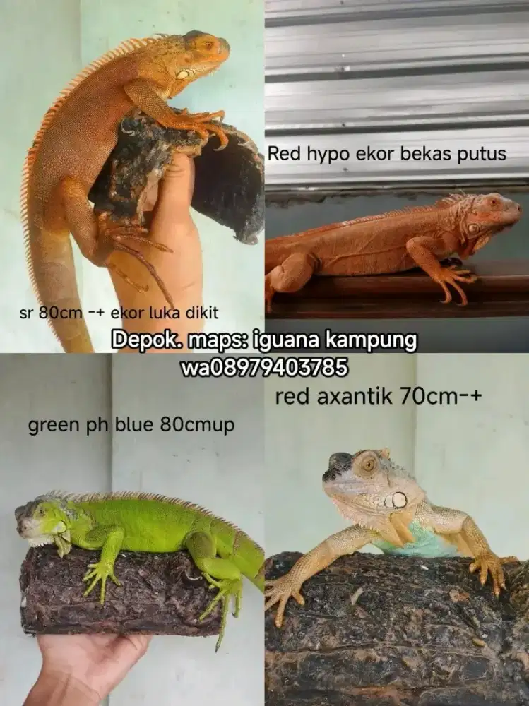 Iguana Juvenil murah meriah