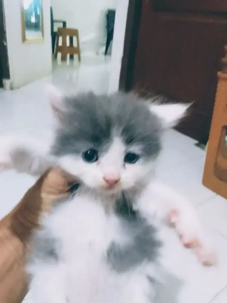 Kitten persia betina umur 3 bln