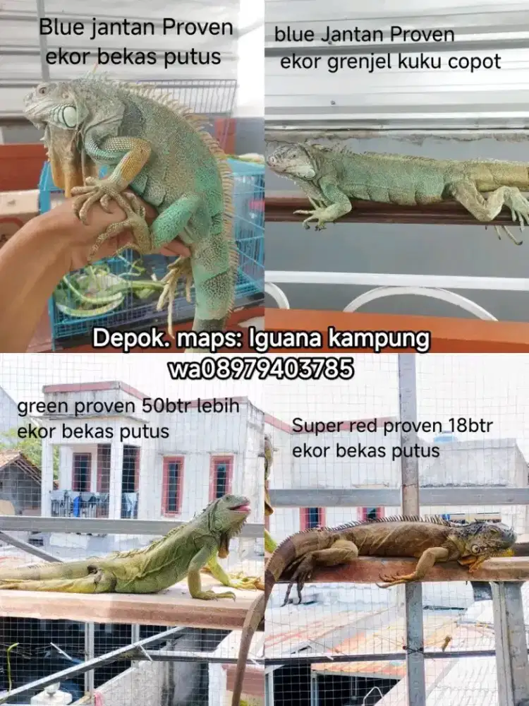 Iguana indukan murah meriah