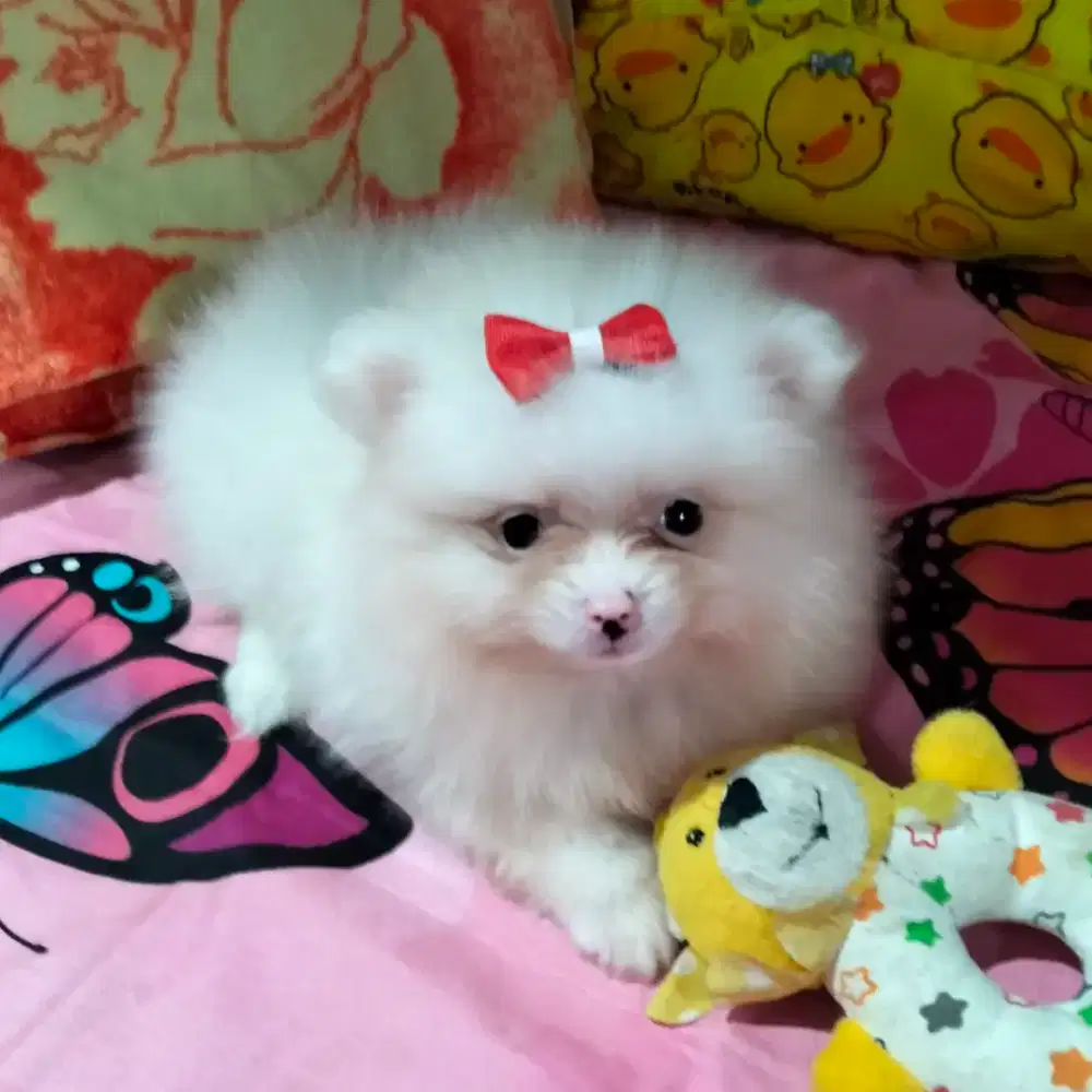 Dijual pom btn putih