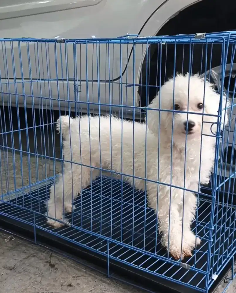 White poodle jantan 16 bln stambum