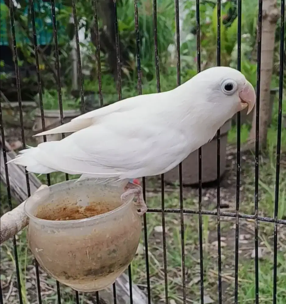 Lovebird biola albino MH