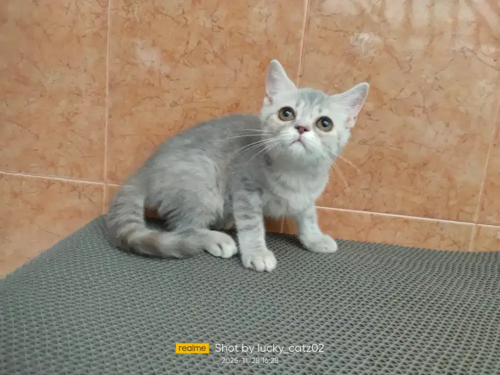 Kitten BSH ped x exotic betina