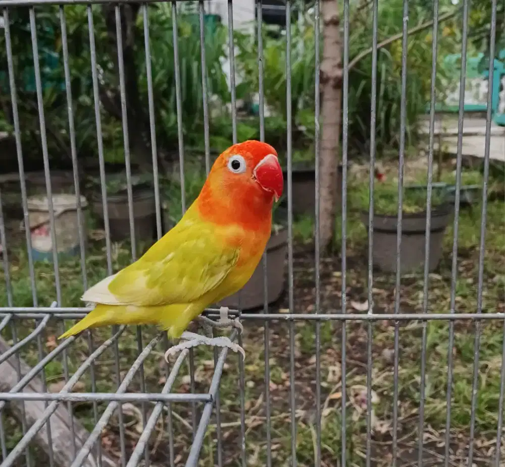 Lovebird biola pastelino