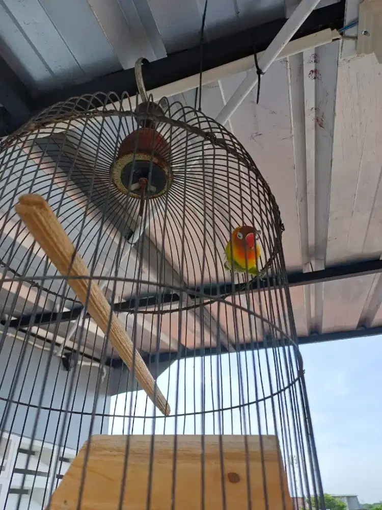 Lovebird Pasjo (dijual)