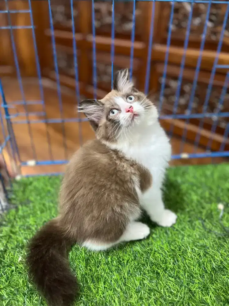 Ready ragdoll mix Himalaya