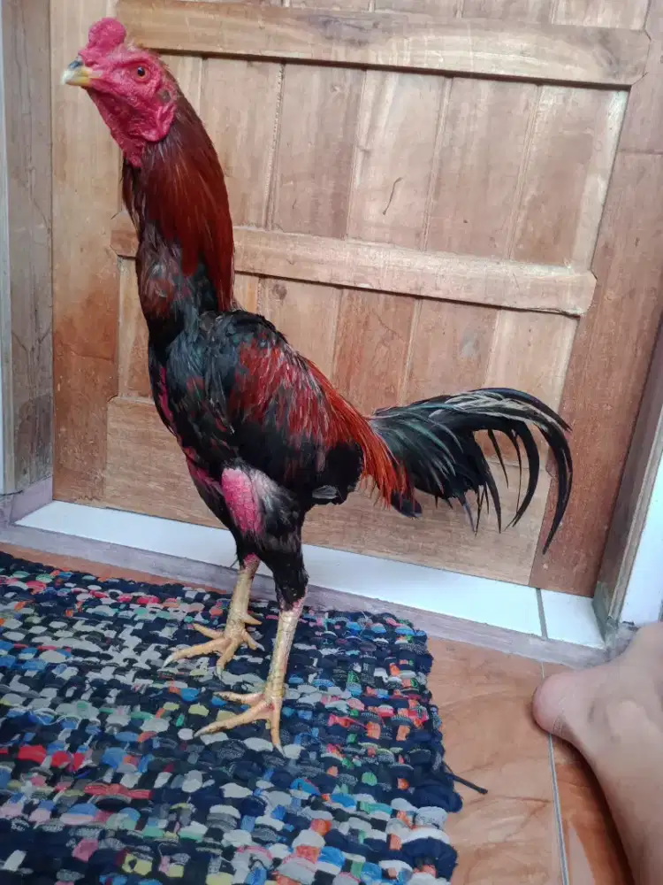 Ayam siap adu udah win mantap