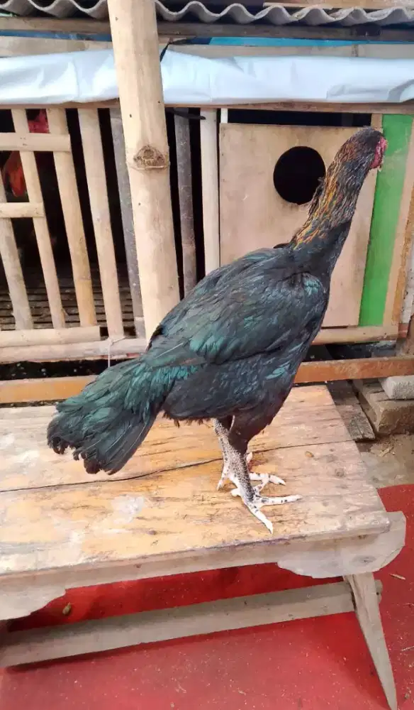 Ayam betina pakhoy jos murah saja