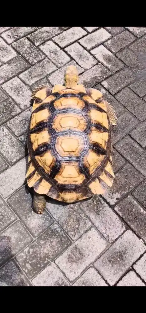 Sulcata male birahi 55 cm