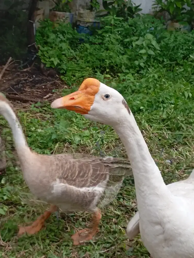 Sepasang angsa indukan