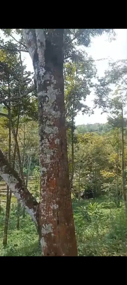 Jual kebun durian ada100 pohon lokasi desa kerjo lt 8500m hrg 150rb/m