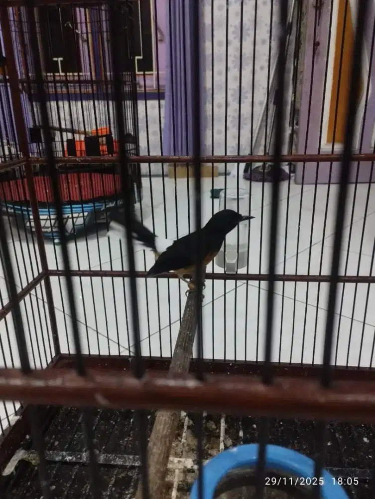 Murai lepas trotol, baru dorong ekor