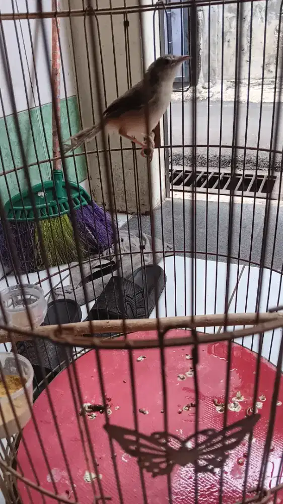 Burung cigun gacorr rajin