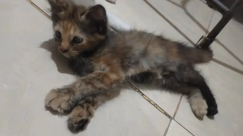 Open adop anakan kucing ras maincone & himalaya