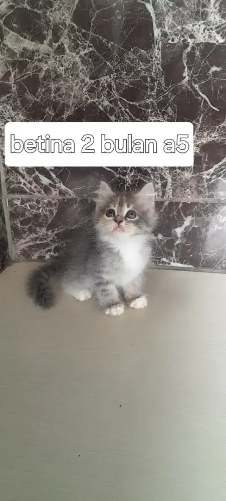 Kitten Munchkin non standar jantan dan betina