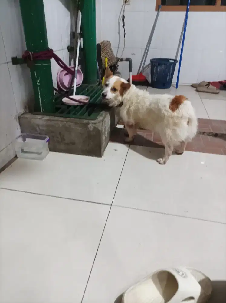 Dijual anjing species corgy (anjing inggris)betina sudah di vaksin
