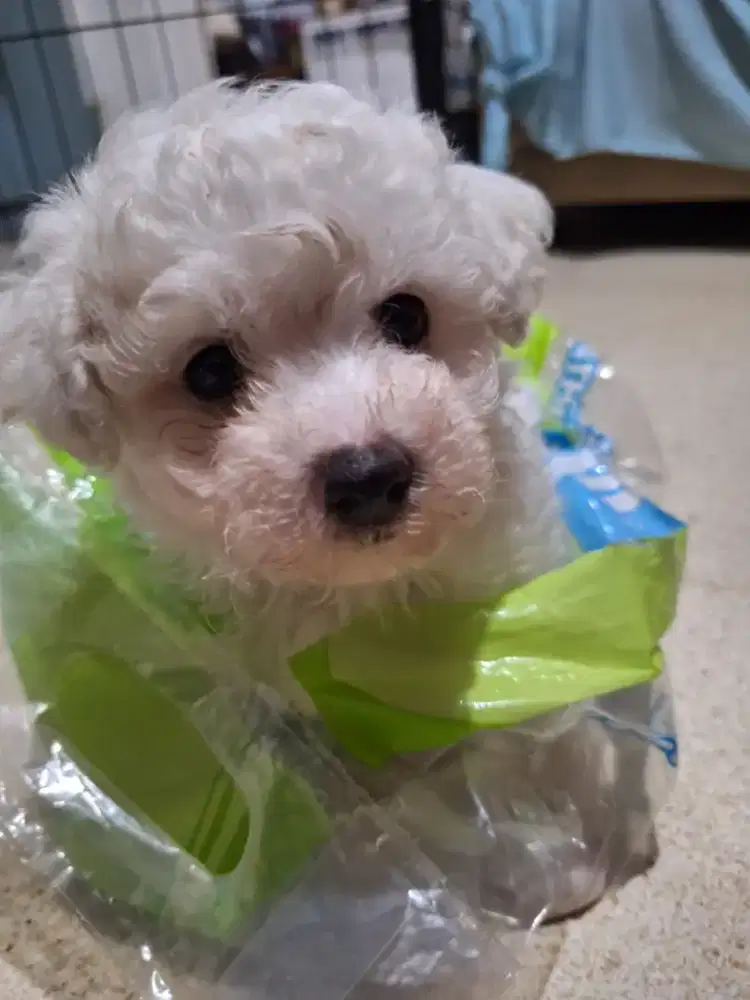 Bichon frise jantan pure non stb