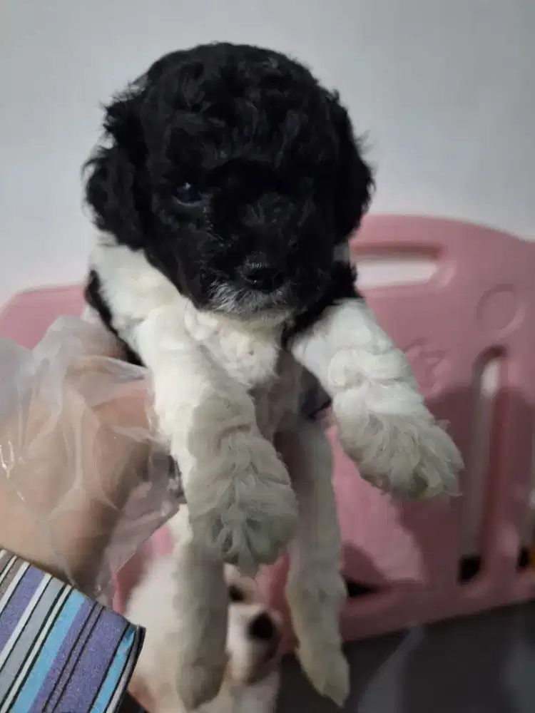 Poochon jantan induk cebol