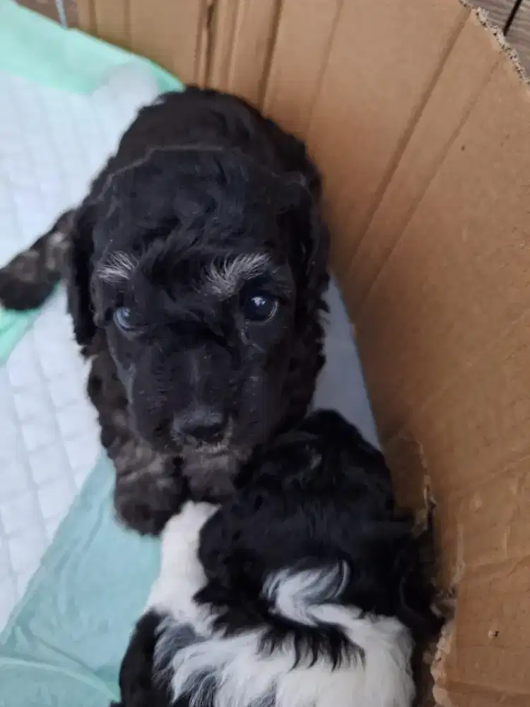 Poochon jantan hitam belang