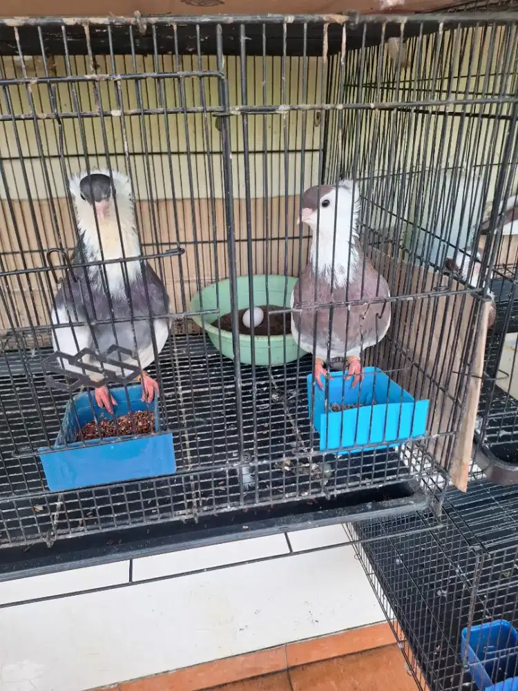 Sepasang merpati Felegyhazer