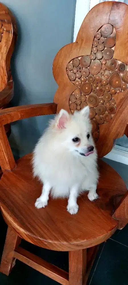 Minipom German Spitz Pomerania (Stambum)