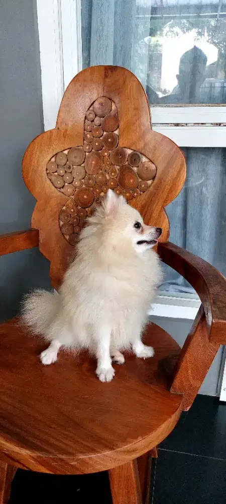 Minipom German Spitz Pomerania (Stambum)