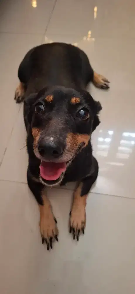 Semi hibah Anjing Tekel