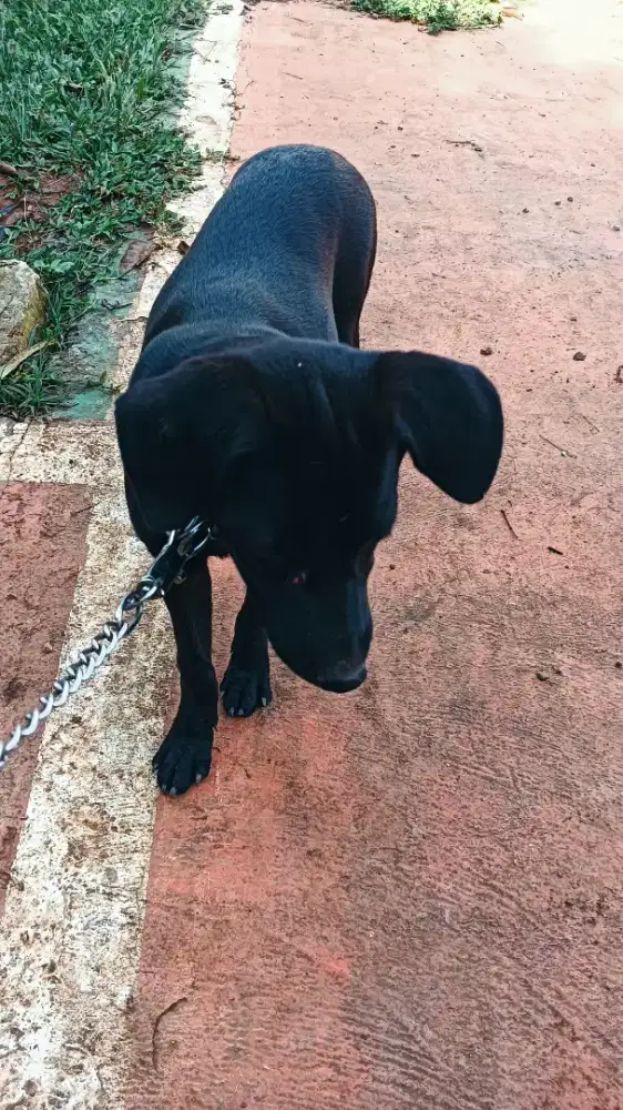 Jual doggy jenis Labrador Hitam