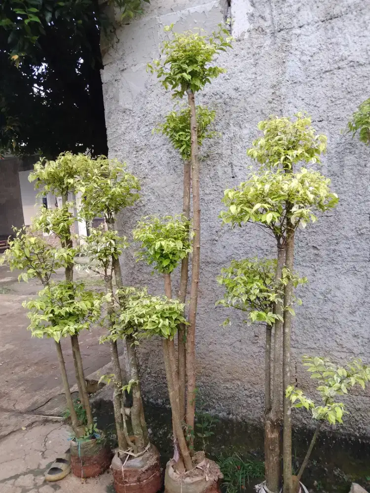 jual bonsai anting putri