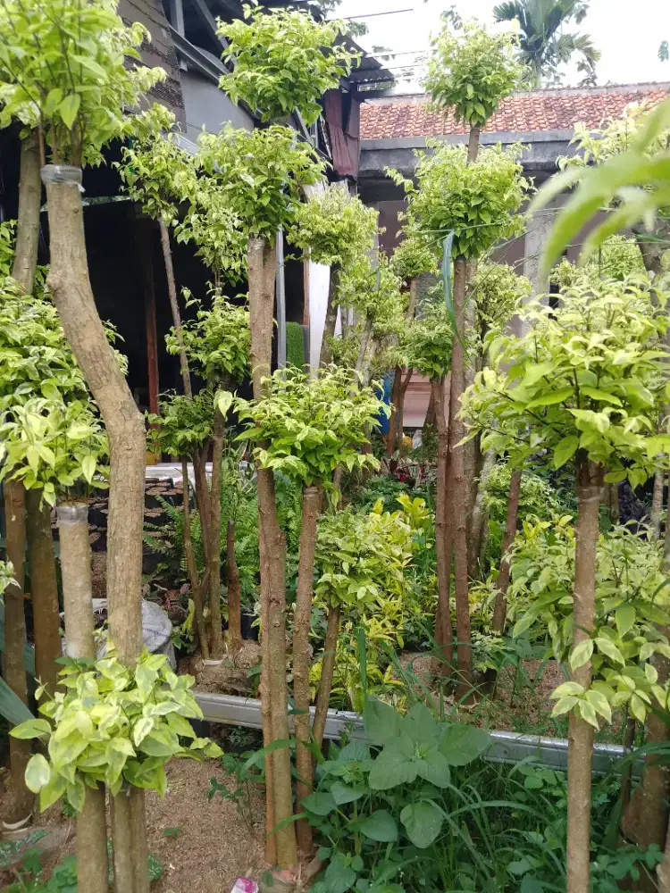 jual bonsai anting putri