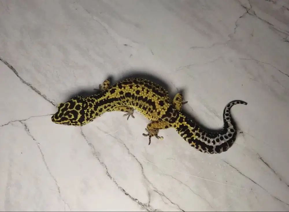 Leopard Gecko Bold Stripe ph Tremper