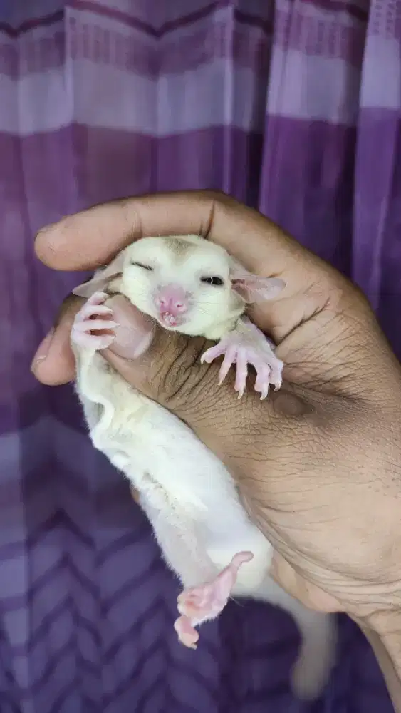 Sugar Glider Clasic Grey