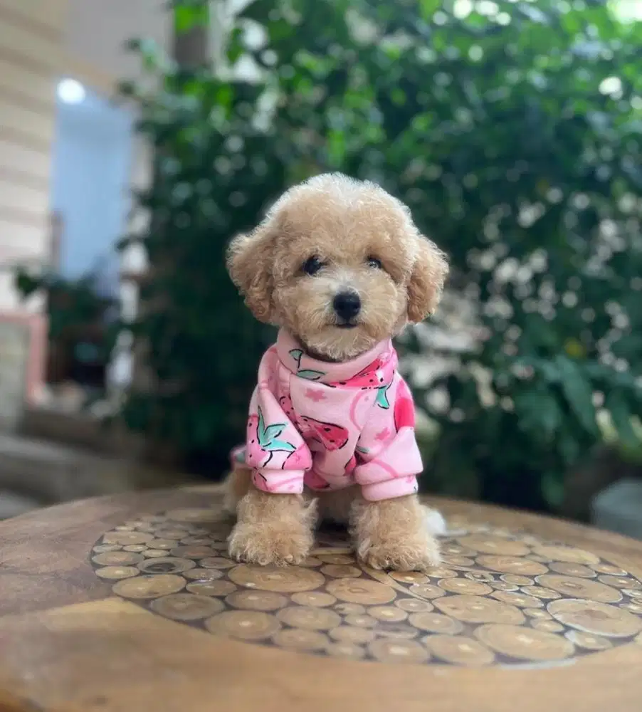 Dijual Anjing Poochon (Poodle Mix Bichon)