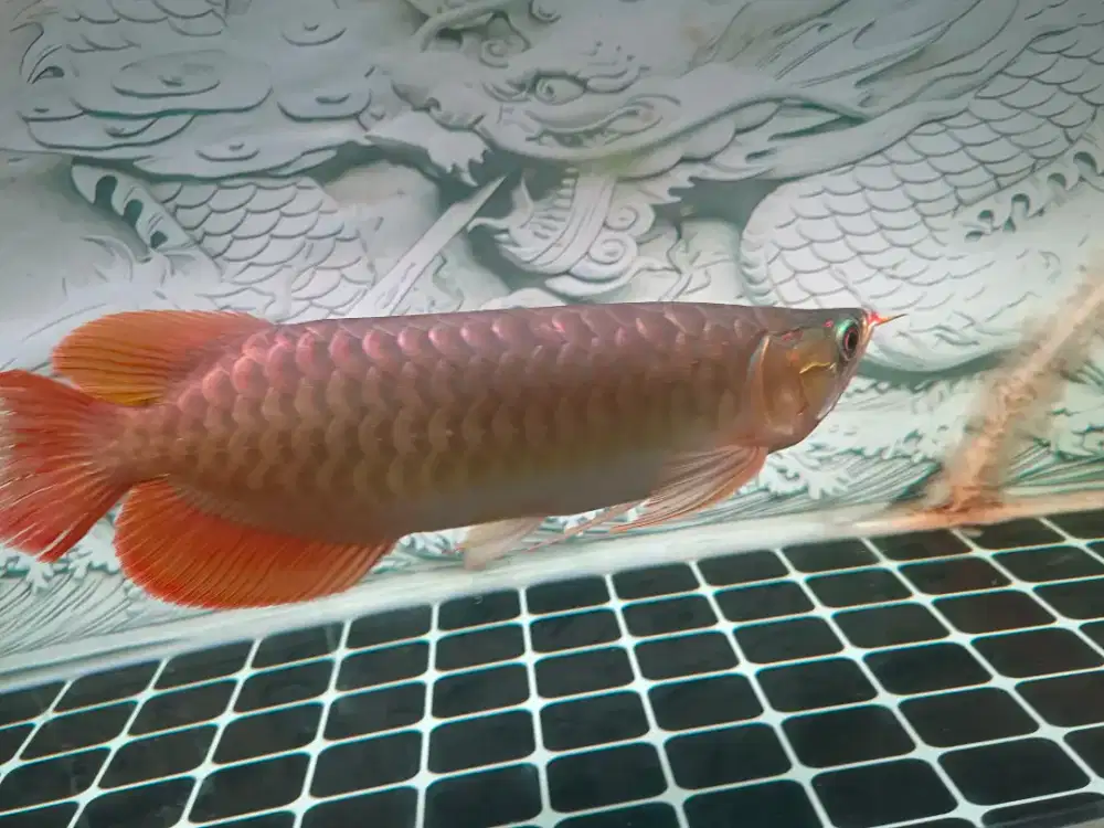 Ikan arwana Super Red Cili, Chip sudah tanam size +-40cm