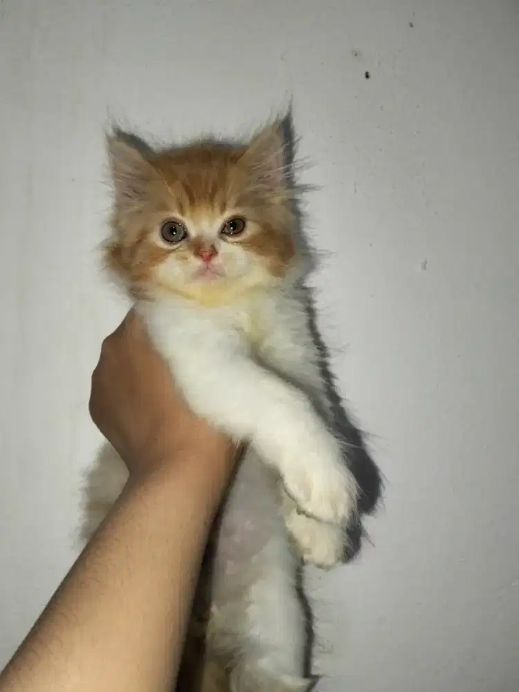 Kitten Betina Persia 2.5 bulan