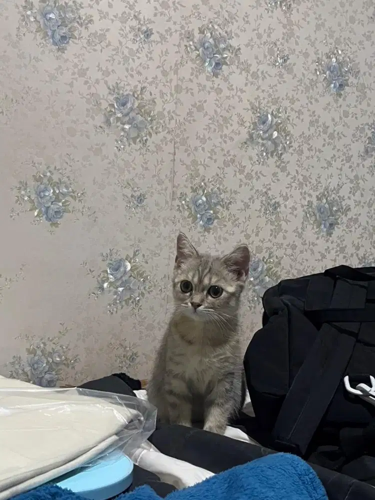 BSH British Short Hair Silver (Mujair) Non Ped