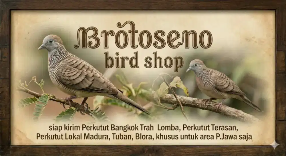 Perkutut Trah Lomba Bakalan